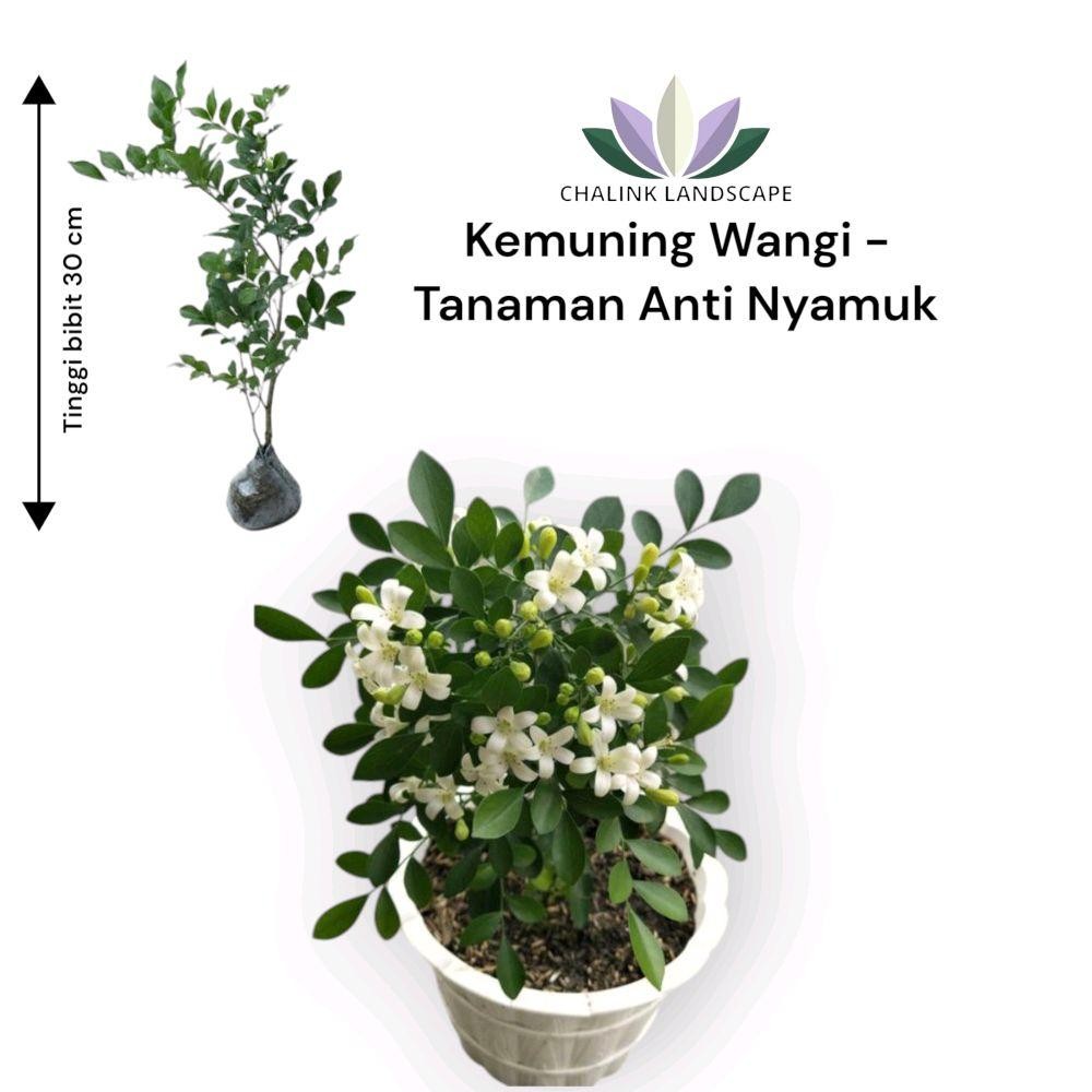 Tanaman Bunga Kemuning Wangi-Tanaman Kayu Wangi-Pohon Anti Nyamuk-Bunga Kemuning