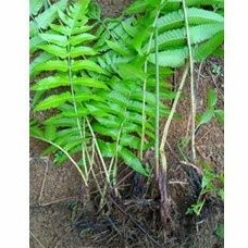 Bibit Pakis Sayur / bibit tanaman pakis sayur perbibit