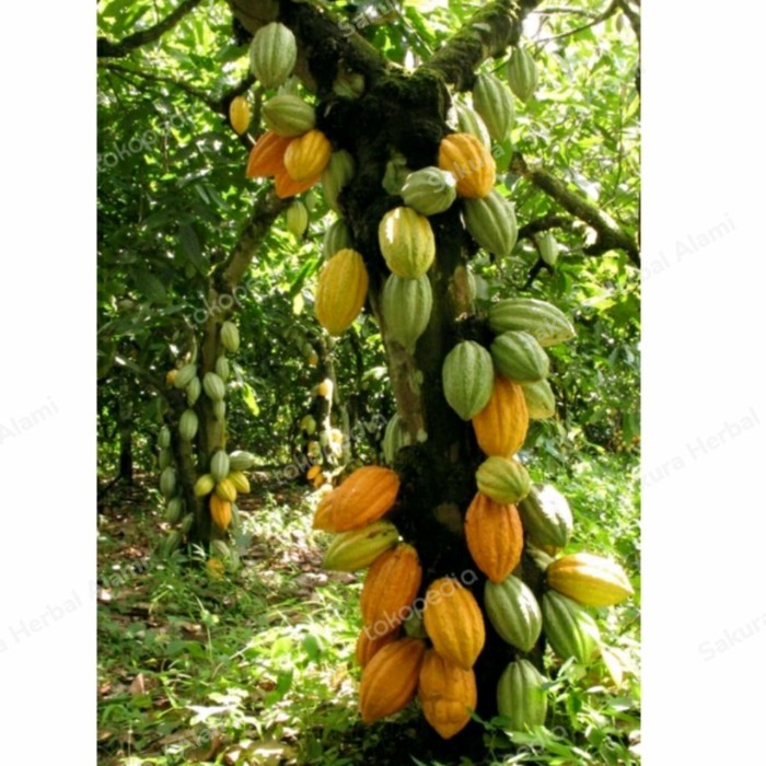 

Buah coklat matang perbuah kakao