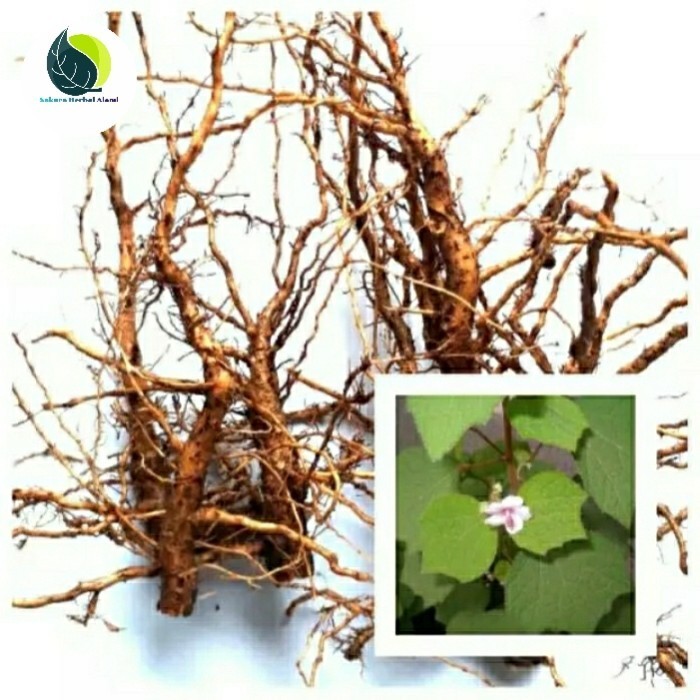 

akar pulutan segar 250grm