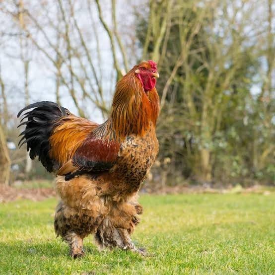 

Fertil Telur ayam brahma jumbo / telur ayam hias / telur fertil siap tetas