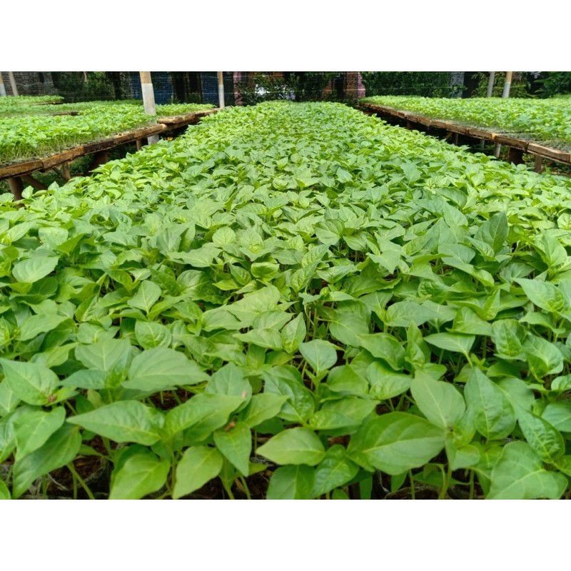 Bibit Cabe Rawit Siap Tanam/rawit hijau/cabe setan/sayuran