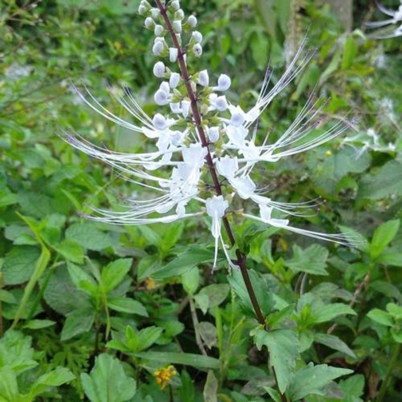 

100 Lembar Daun Kumis kucing Segar herbal