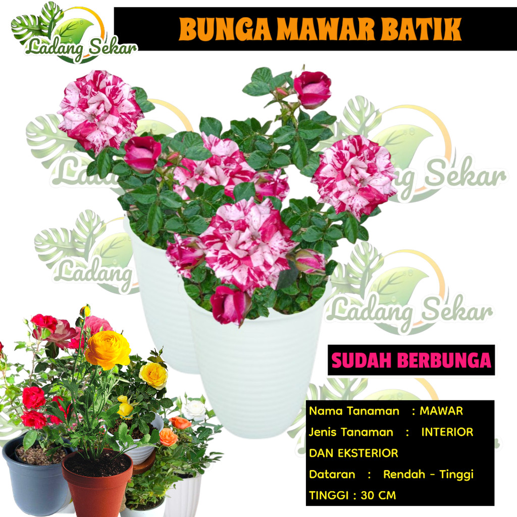 MAWAR HIDUP BATIK tanaman bunga mawar batik hidup tanaman hias bunga mawar batik biru Putih
