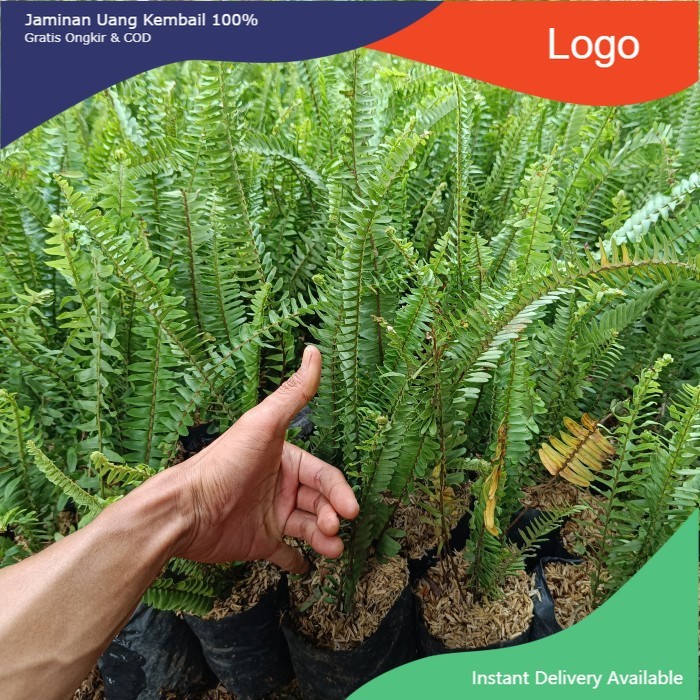 Tanaman Hias Pakis kelabang - Tanaman Vertical Garden Pakis kelabang