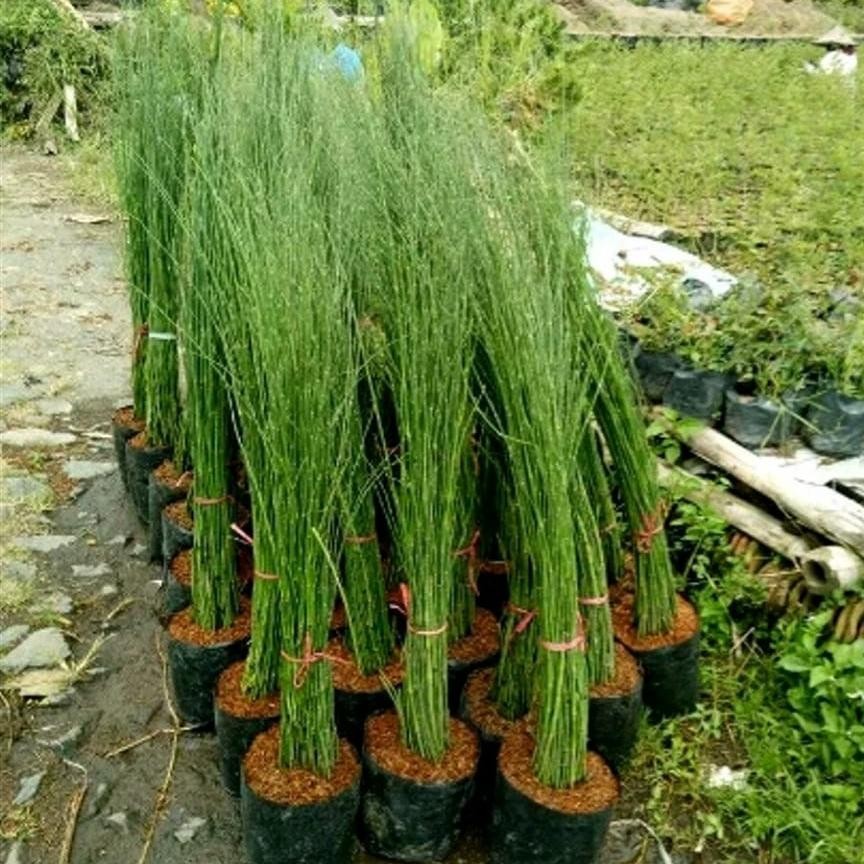tanaman hias bambu air/bambu air/tanaman hias bambu air