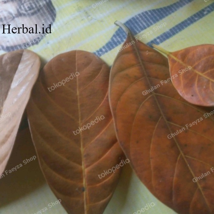 

daun nangka kering untuk obat herbal 50 lembar