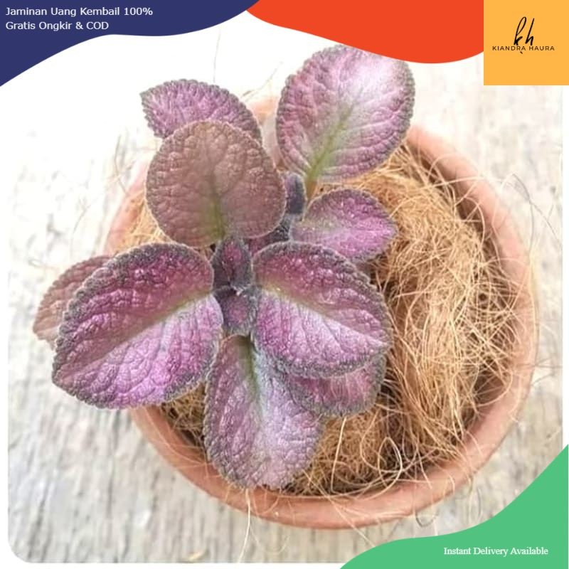 Tanaman Hias Episcia Merah - Tanaman Episcia