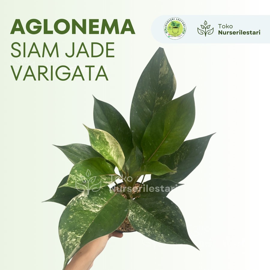 Aglonema Siam Jade Varigata - Tanaman Hias