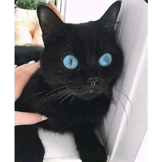 LANGKA MATA BIRU (BULU HITAM/BLUE/CALICO) KUCING KITTEN  PERSIA MEDIUM ANGGORA KUCING JANTAN BETINA 