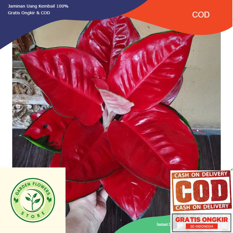 Aglonema Suksom Jaipong baby - Tanamanhias aglonema suksom jaipong anakan terlalis