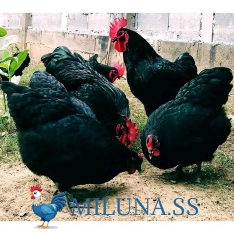 

FERTIL TELUR AYAM HIAS PE AUSTRALORP UNTUK DI TETASKAN