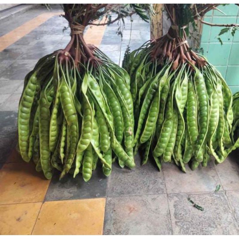 

TEBUS MURAH 5 papan/lonjor Pete / petai lalap