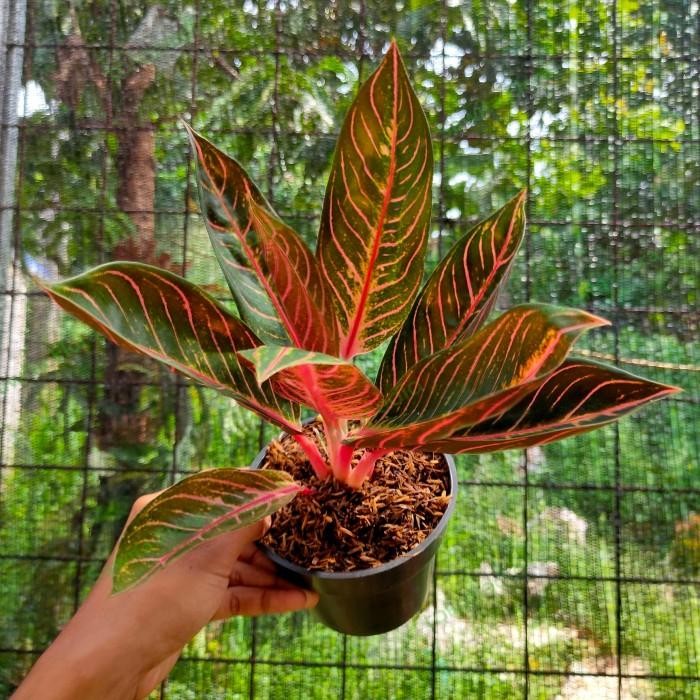 Aglonema Red Sumatra Remaja 3-5 Daun-Tanaman Hias Hidup