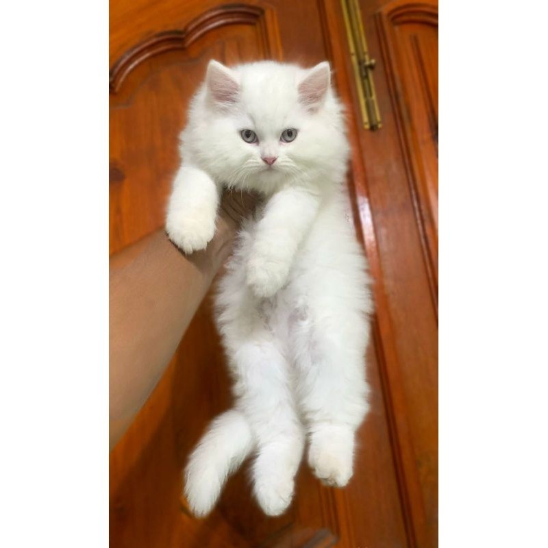 kucing persia flatnose