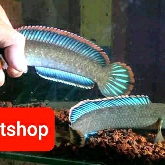 promo  -channa limbata sepair jumbo