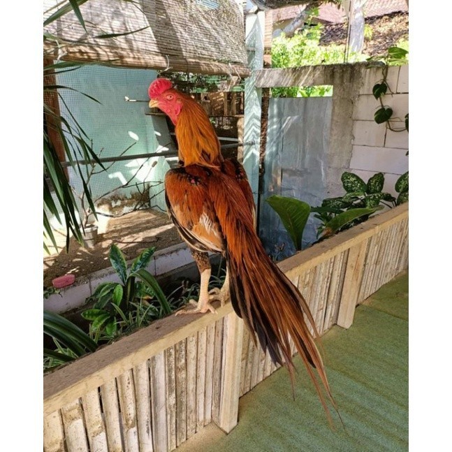 

FERTIL TELUR AYAM BANGKOK EKOR LIDI UNTUK DI TETASKAN