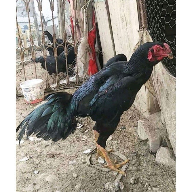 

Fertil telur ayam Shamo Japan Balck Tiger terlaris