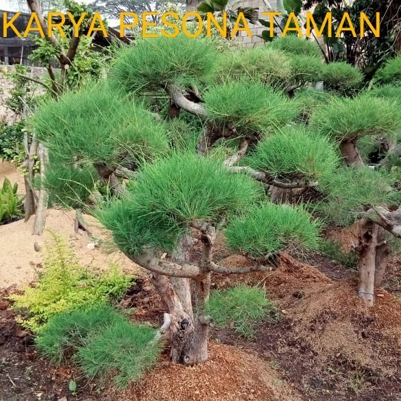 bonsai cemara udang tinggi - + 1,5 meter