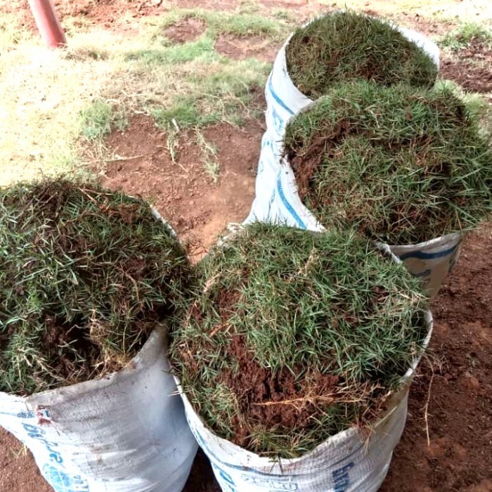 Grosir RUMPUT JEPANG KARUNGAN FULL