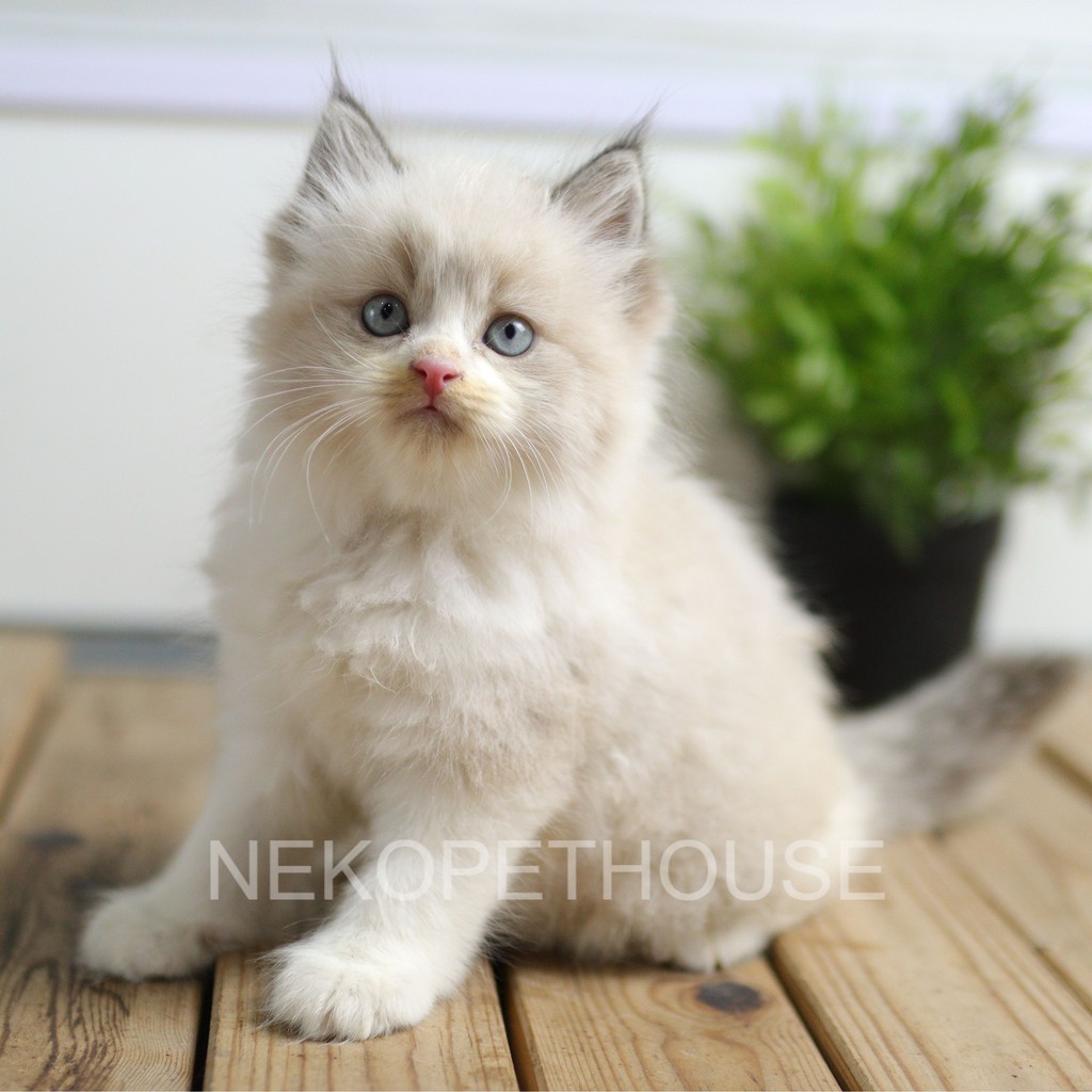 KUCING KITTEN RAGDOLL, PERSIA, HIMALAYA SEAL POINT, HIMALAYA RED POINT