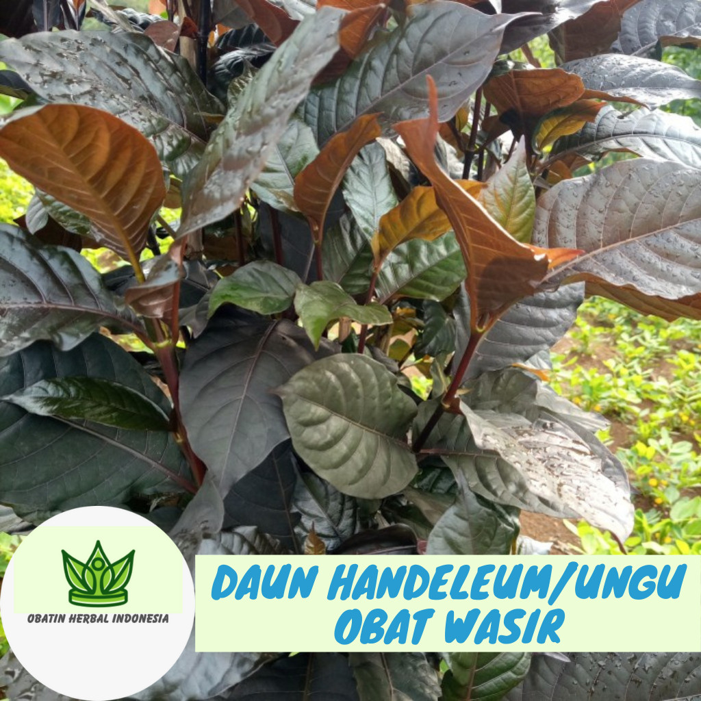 

PROMO 50 Lembar Daun Handeuleum Daun Ungu Obat Wasir Ambeien Ambeyen Termurah Ori Asli Kopi Hitam Hideung Mengatasi Sembelit, Wasir Menurunkan Kadar Kolesterol Graptophyllum pictum Bisul Rematik Demam