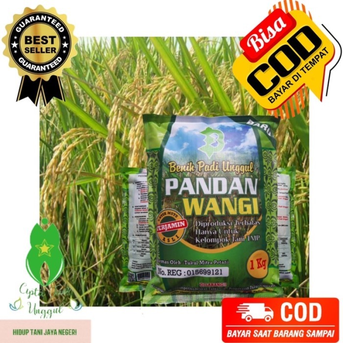 [Terlaris] Benih Bibit Padi Pandan Wangi Asli Super