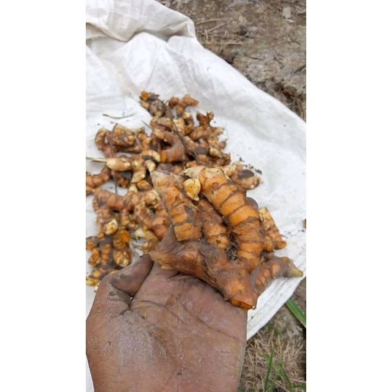 

Temu Giring/500 gram