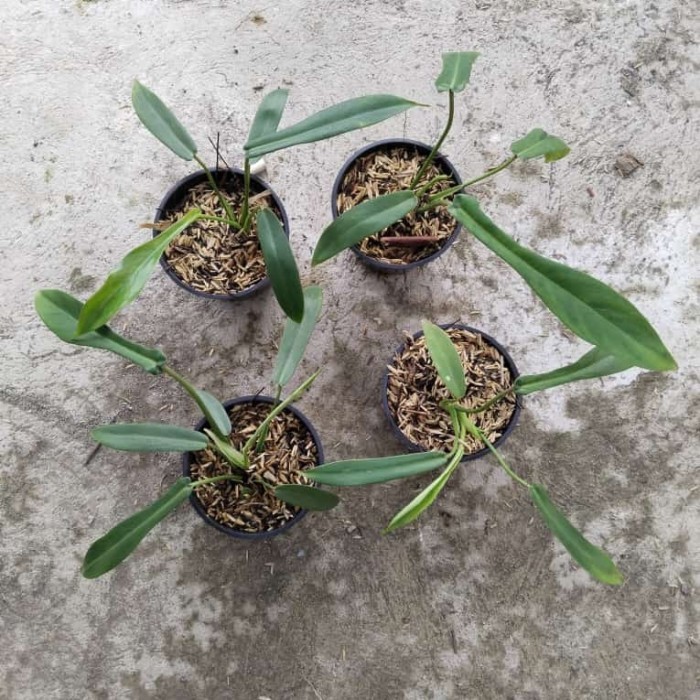 tanaman philodendron joepii murah
