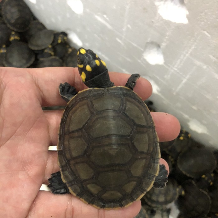 SALE -Unifilis Turtle / Kura Air