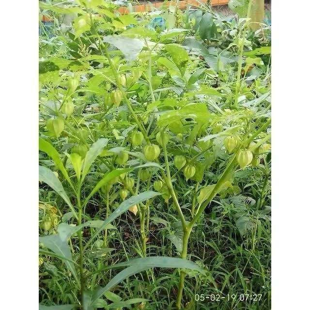 

Stok ready DAUN CIPLUKAN CECENET SEGAR 500GRAM Silahkan diorder