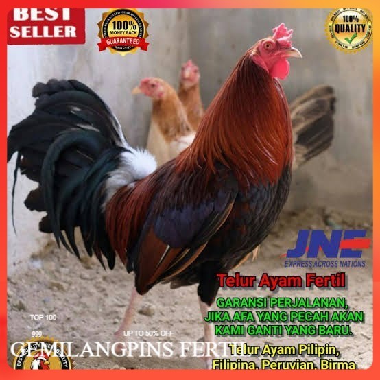FERTIL Telur ayam hias pilipin fertil bisa ditetaskan Langsung