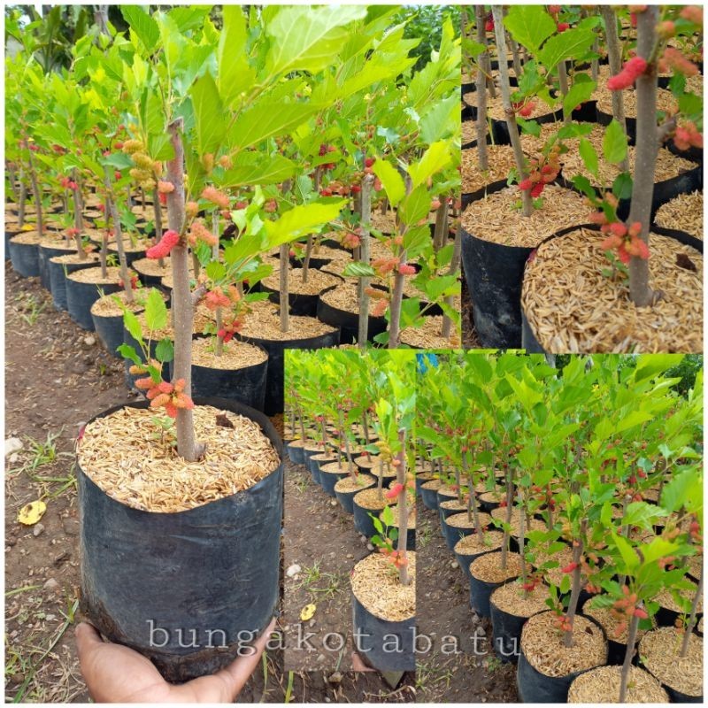 Bibit Buah Murbei Sudah Berbuah