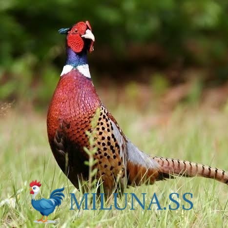 

FERTIL TELUR AYAM ringneck pheasant green / hias siap tetas