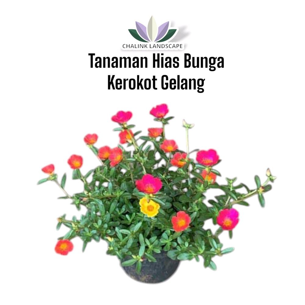 Tanaman Hias Bunga Krokot Gelang / Bunga Kerokot / Krokot Gelang / Bunga Krokot