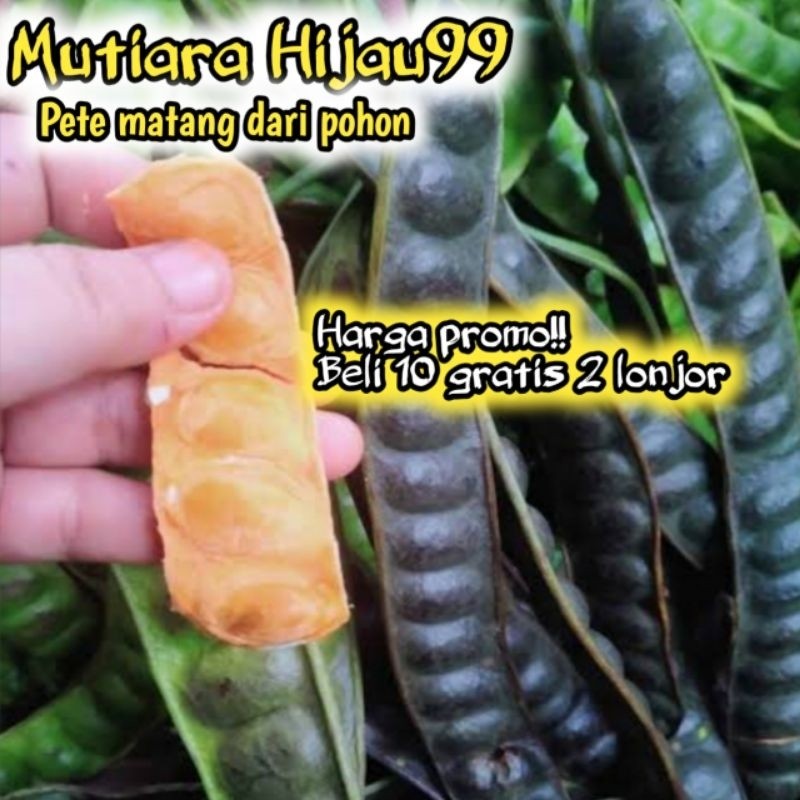 

TEBUS MURAH PETE MATANG DARI POHON ISI 10 LONJOR/PETE TUA SUPER/PETE SEGAR/PETE MURAH/PETE/PETAI/PETE KUPAS