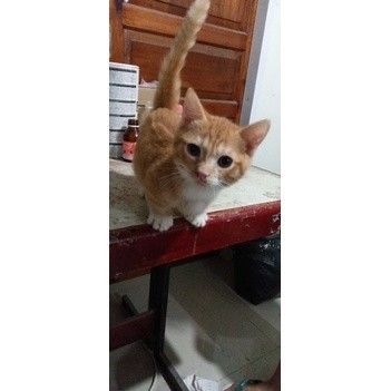Lepas Adopt Kucing Kitten Munchkin Kinkalow Persia Longhair