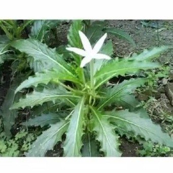 

bunga Kitolod / 10 pcs sepesial