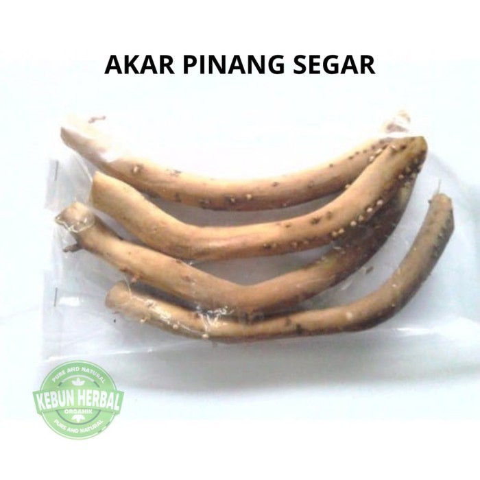 

Akar Pinang Muda Segar 1kg