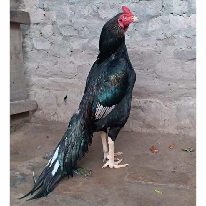 

Fertil Telur ayam hias bangkok ekor lidi petarung fertil siap ditetaskan - bngkok ekorlidi