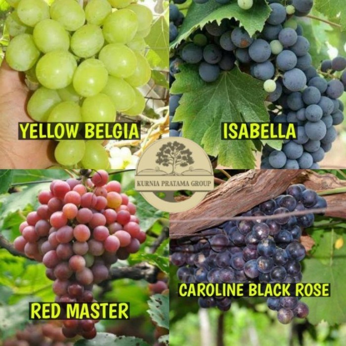 Bibit Anggur 1 Paket Isi 4 Jenis Anggur