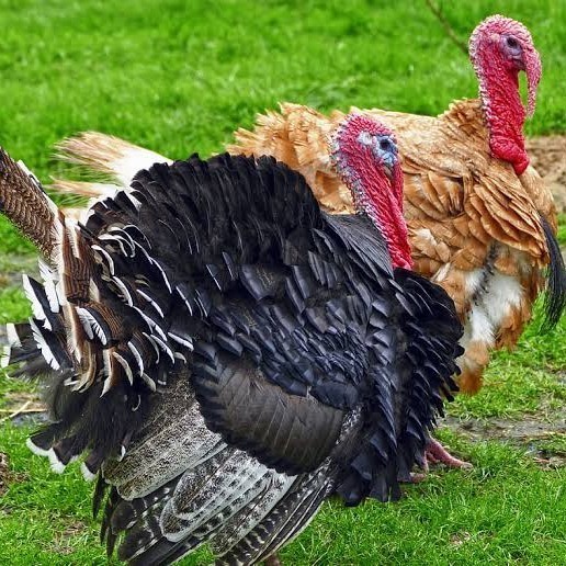 

Fertil Telur ayam kalkun jumbo / telur ayam hias / telur fertil siap tetas