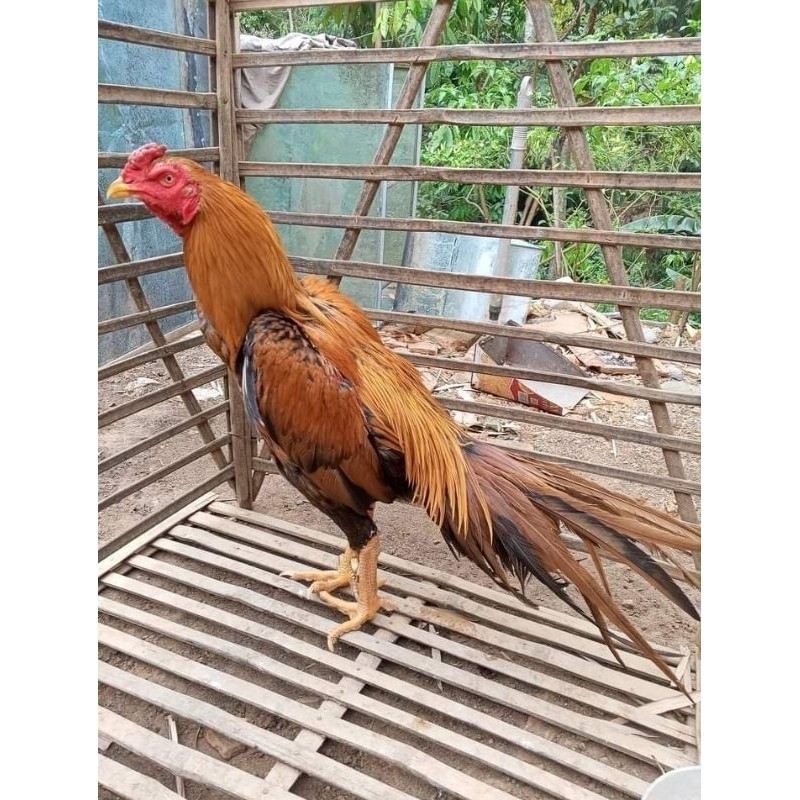 

Fertil (10 butir) Telur Ayam Ekor Lidi Untuk Di tetaskan