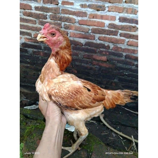 

Fertil Asel Beak Parrot terlur terlaris