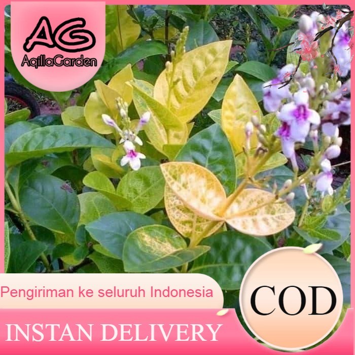 tanaman hias melati jepang - bunga melati jepang - pohon melati jepang