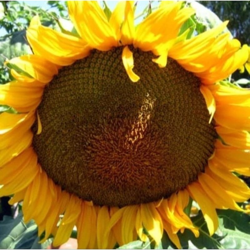 500+ BIBIT BENIH BUNGA MATAHARI JUMBO