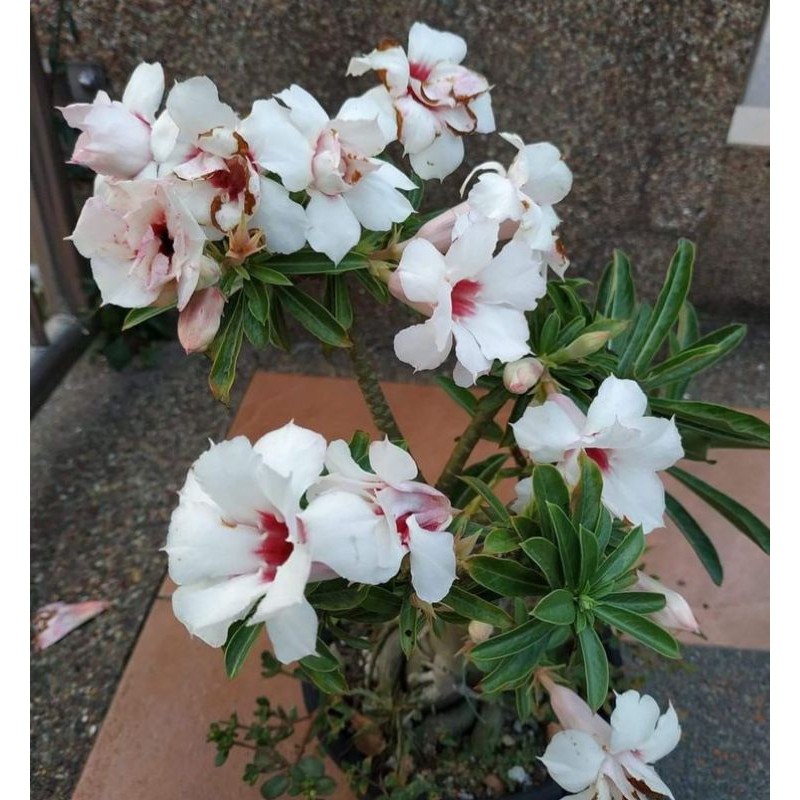 Tanaman hias adenium bunga putih-bibit bunga adenium tumpuk-kembang adenium-bunga adenium-tanaman hi