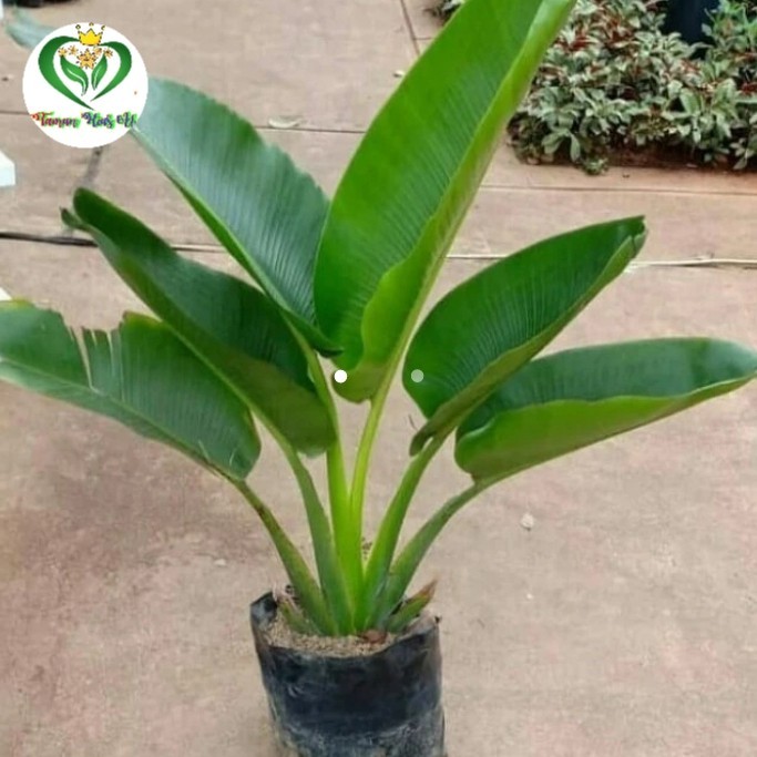 Tanaman hias pisang kipas 1 meter