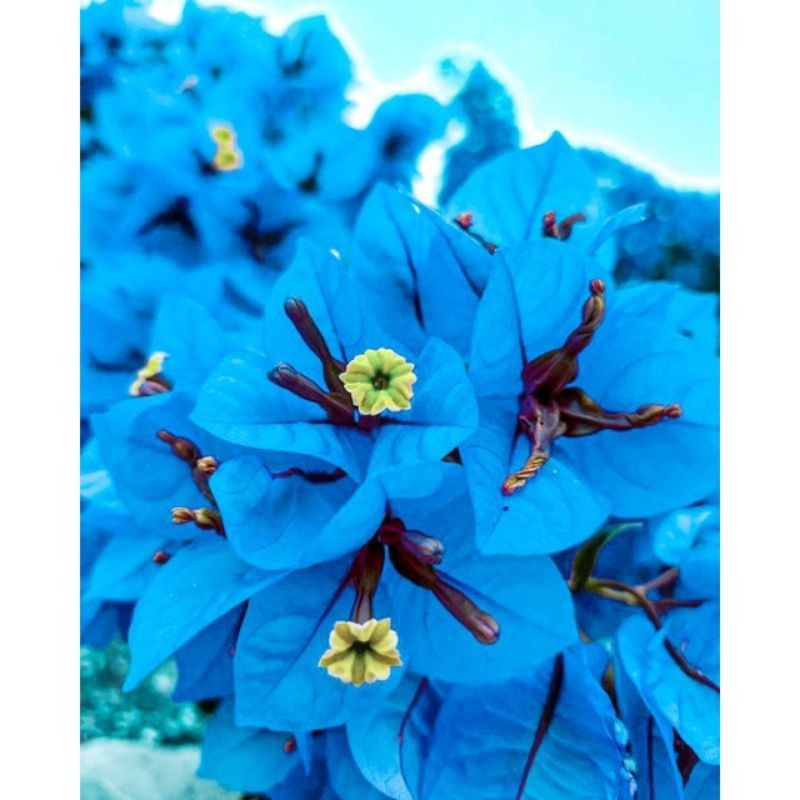 PROMO..tanaman hias pohon bunga bougenville warna biru/bugenvil/bugenfil/bugenvile/BUGENVIL BUNGA KE