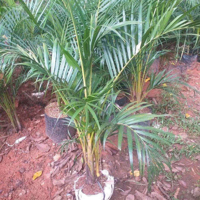 Pohon Palem Kuning 1 Meter